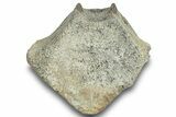 Fossil Whale Lumbar Vertebra - Yorktown Formation #250134-3
